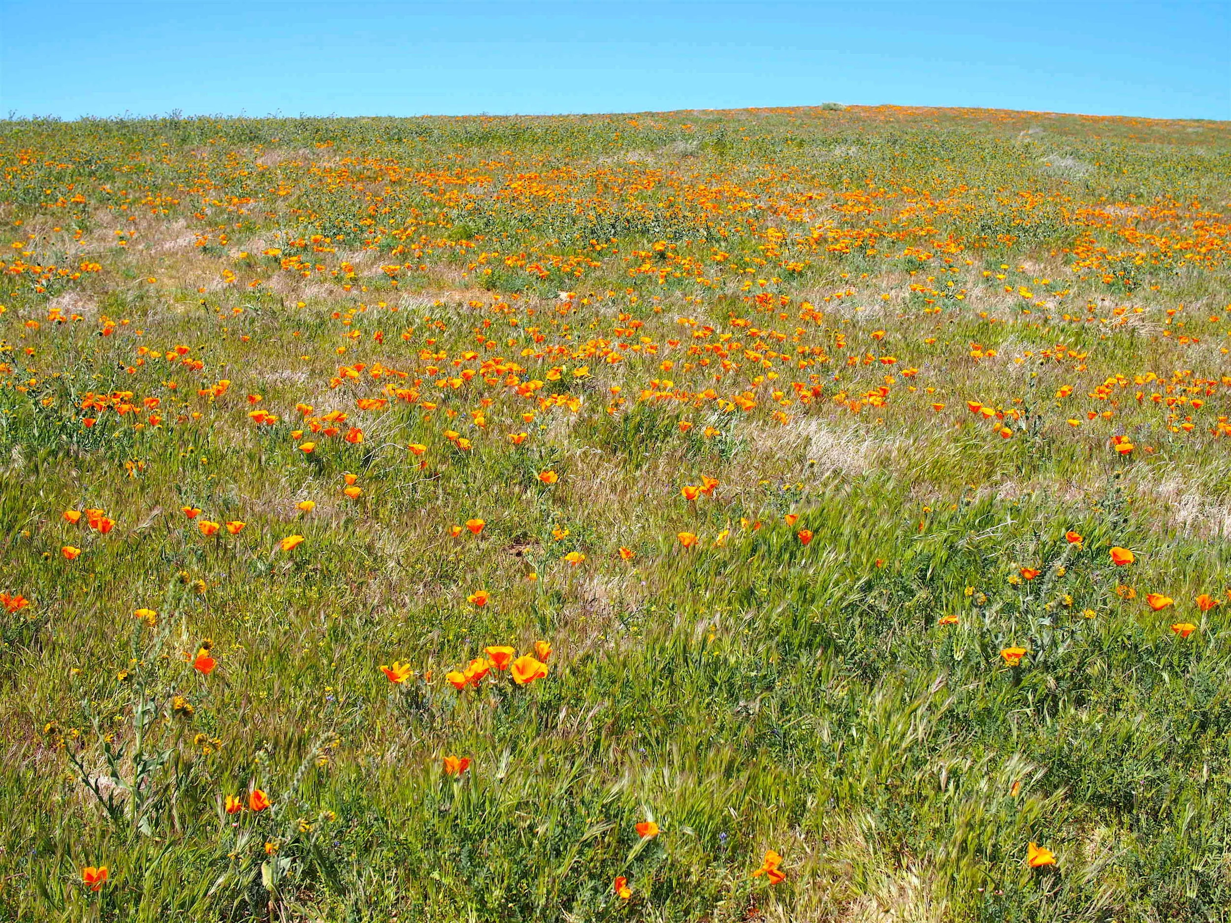 Poppies3240354.jpeg
