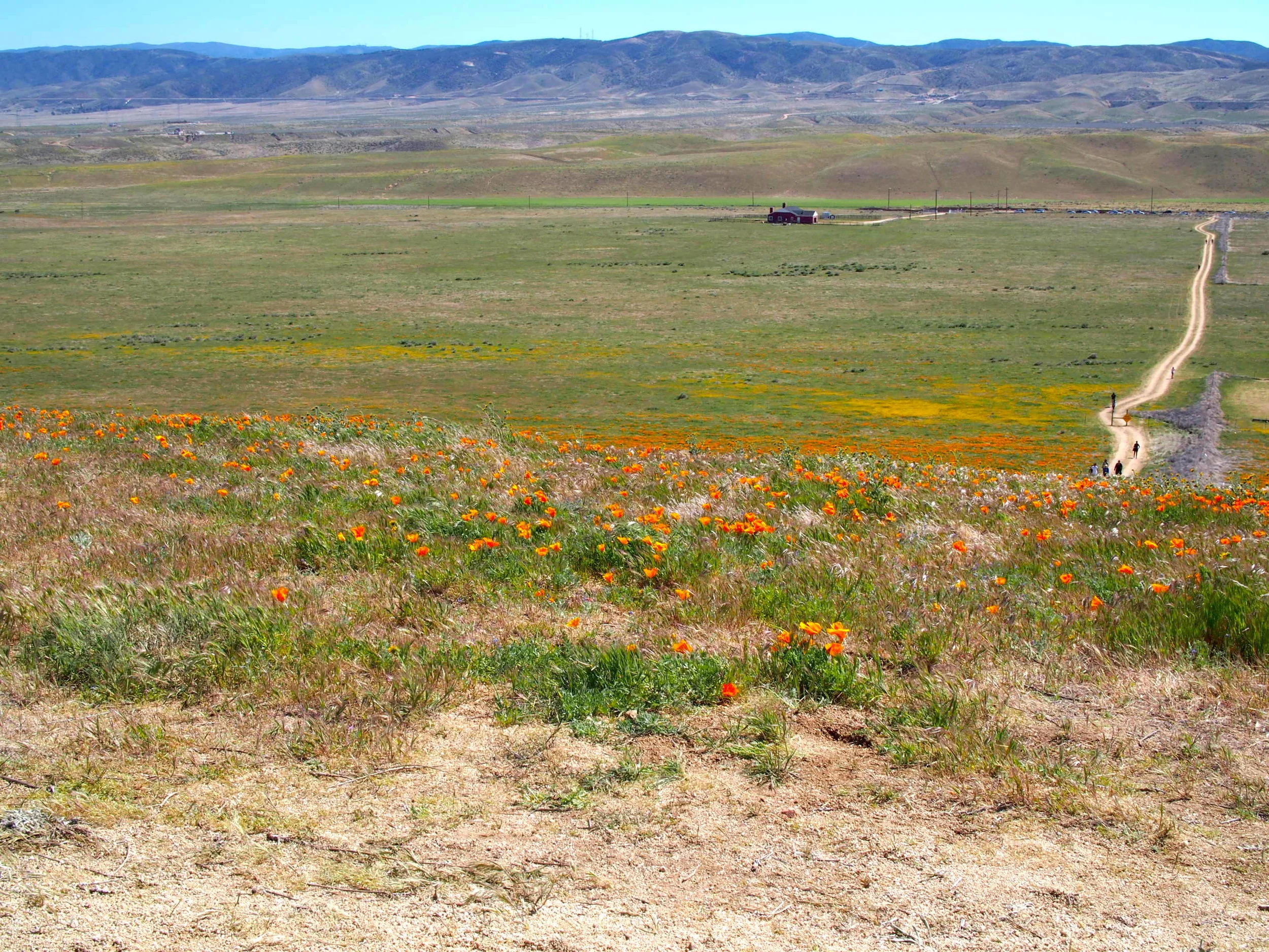 Poppies3240372.jpeg