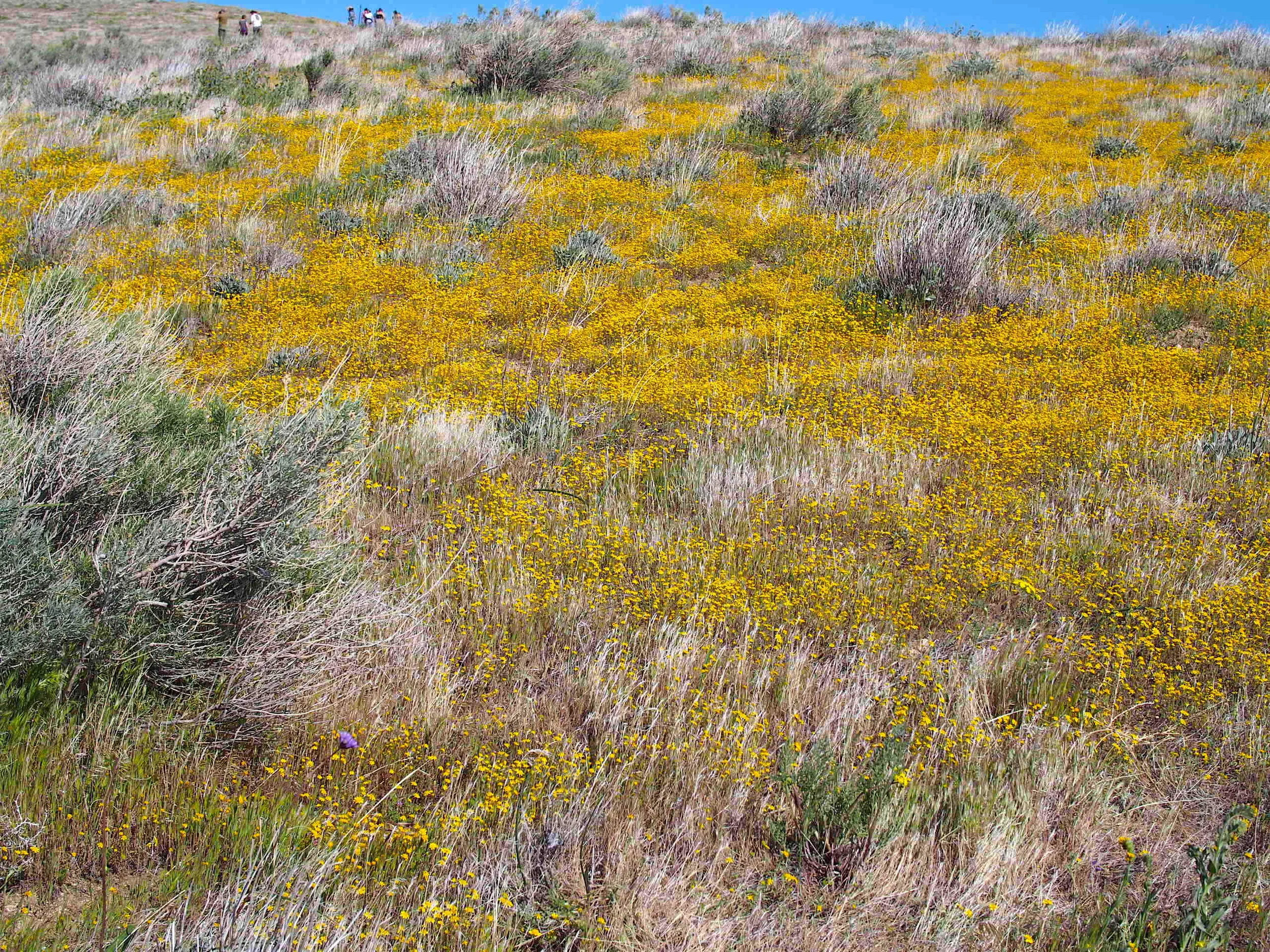 Poppies3240427.jpeg