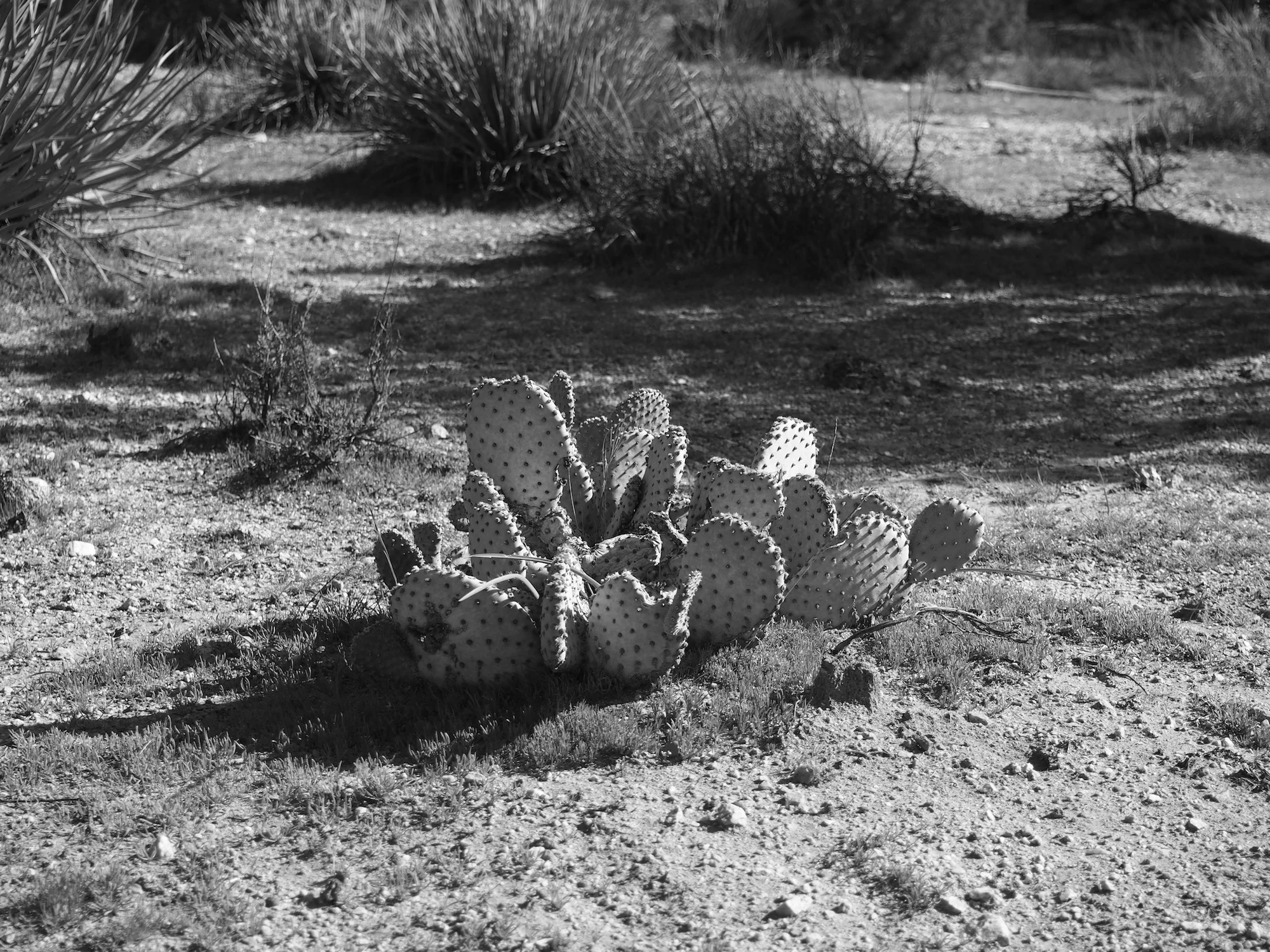 valentines41bw.jpg