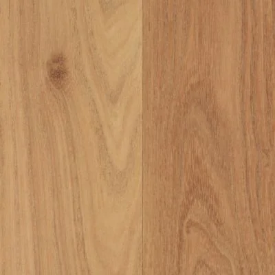 Blonde Acacia.jpg