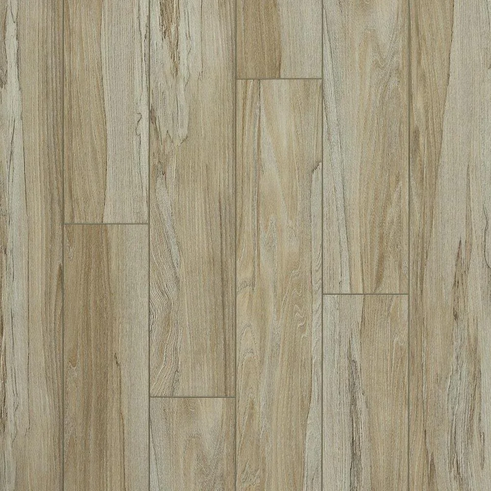 12B SpaltedWychElmFoliageAPX023.jpg