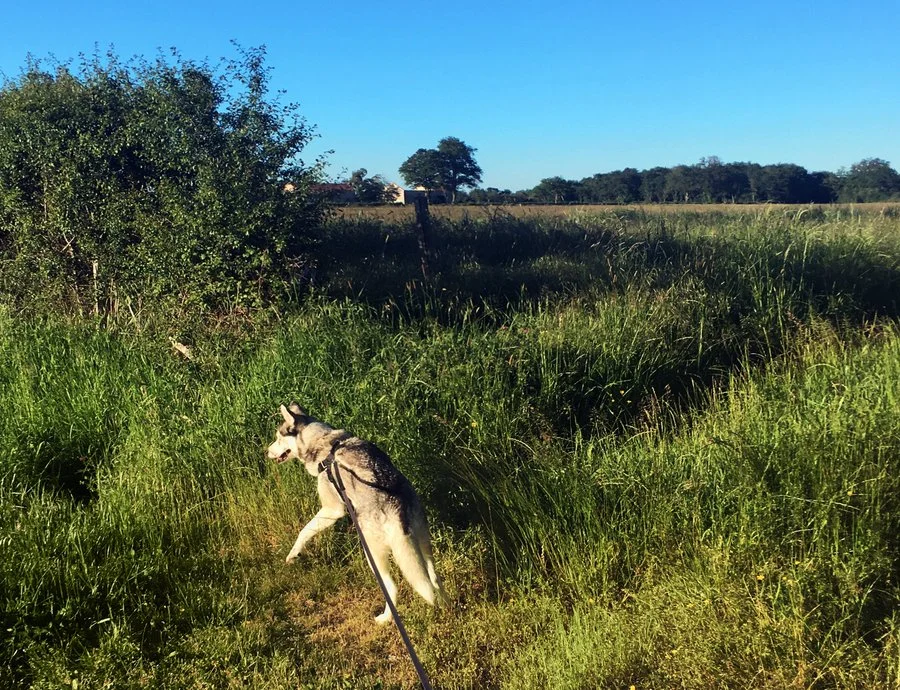 Plant Diary Pilot - Wildlife in Limoges