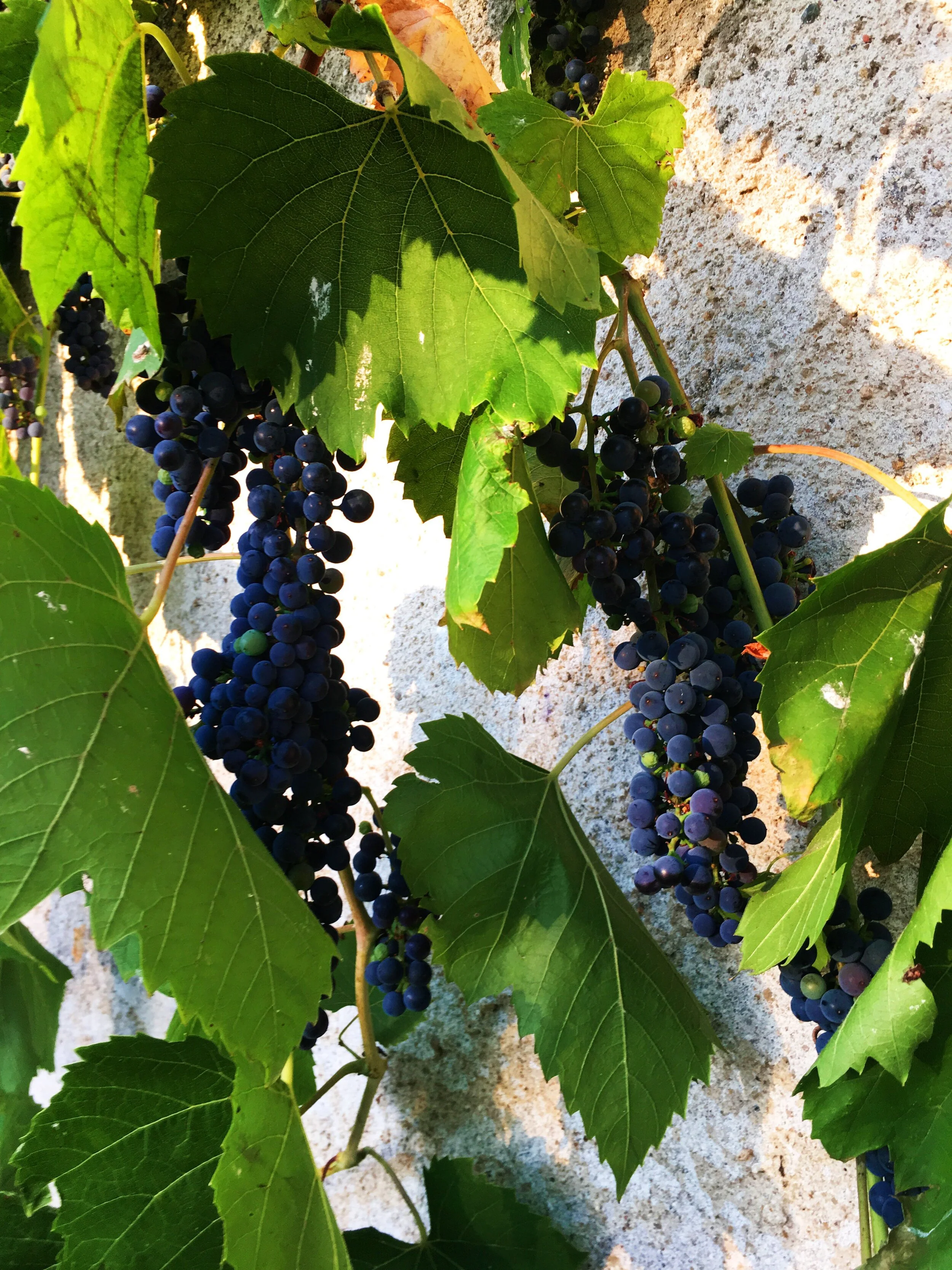 Home Grown Fruit in Limoges