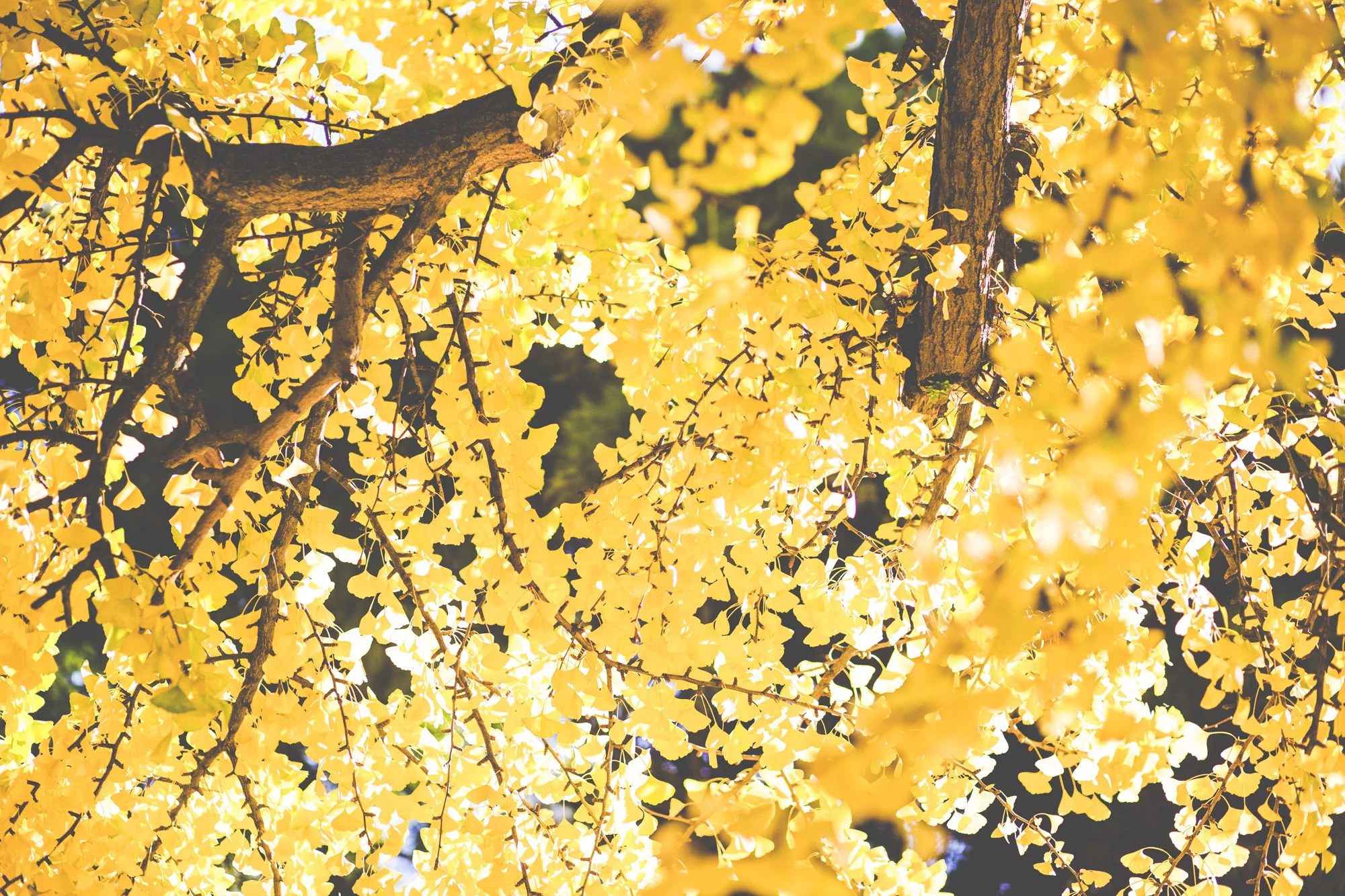 Yellow Tree
