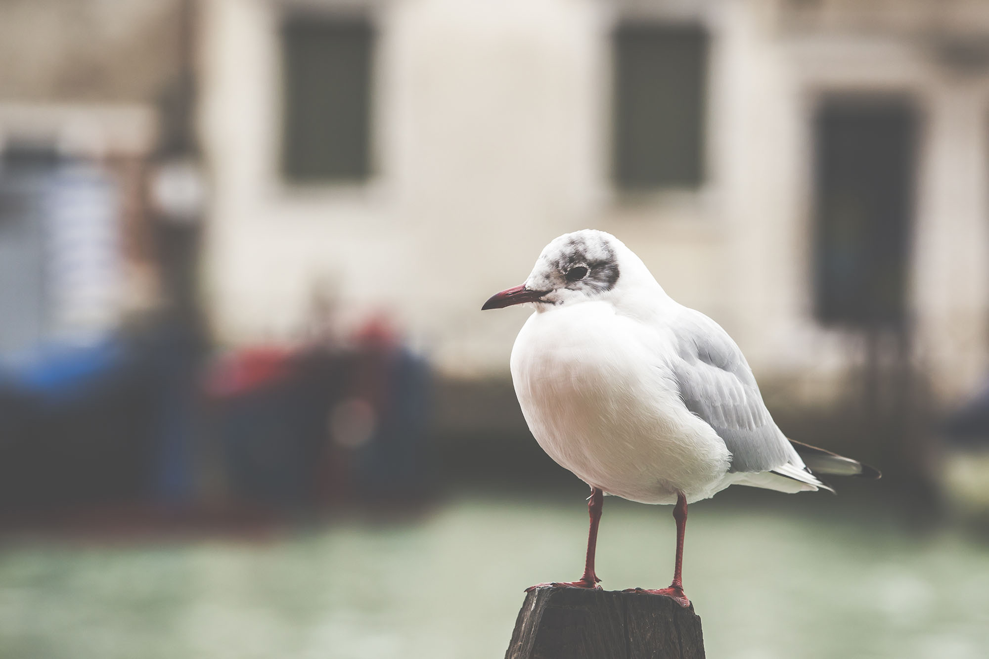 Seagull in Murano