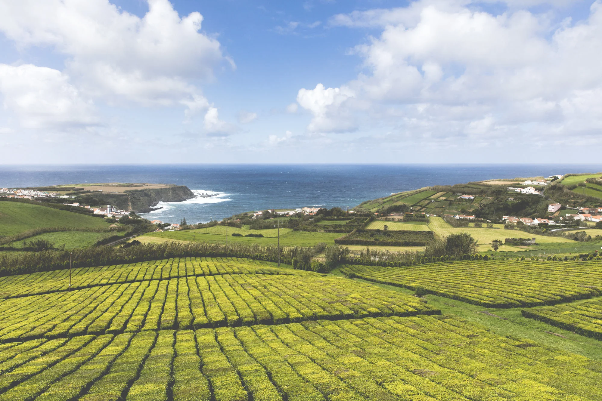 Porto Formoso Tea Plantation
