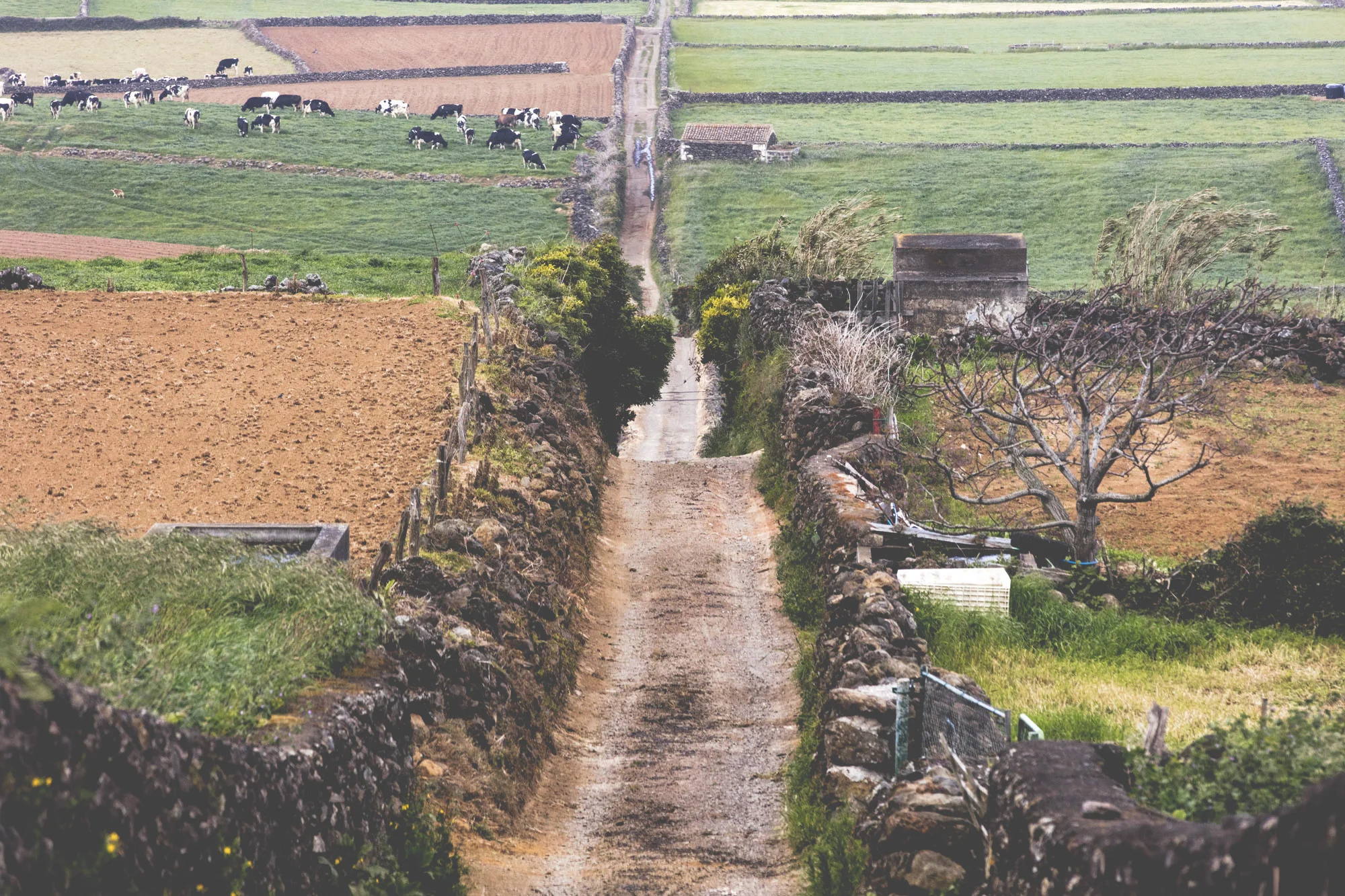Terceira Island