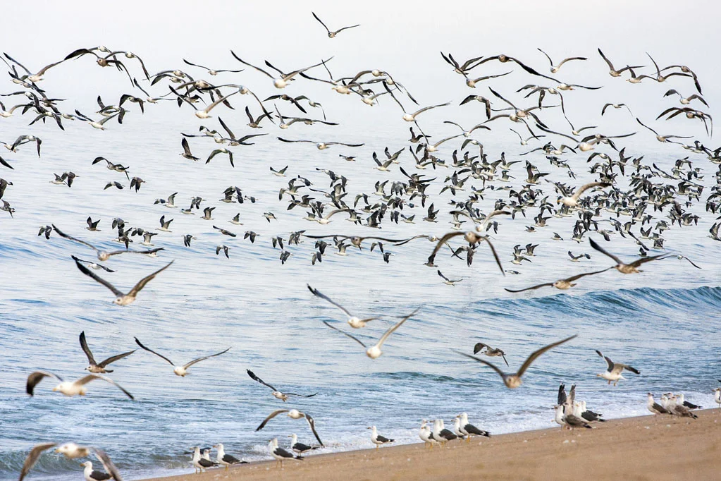 Seagull