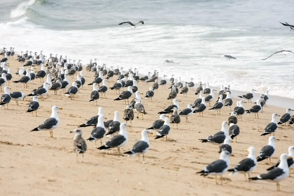 Seagull