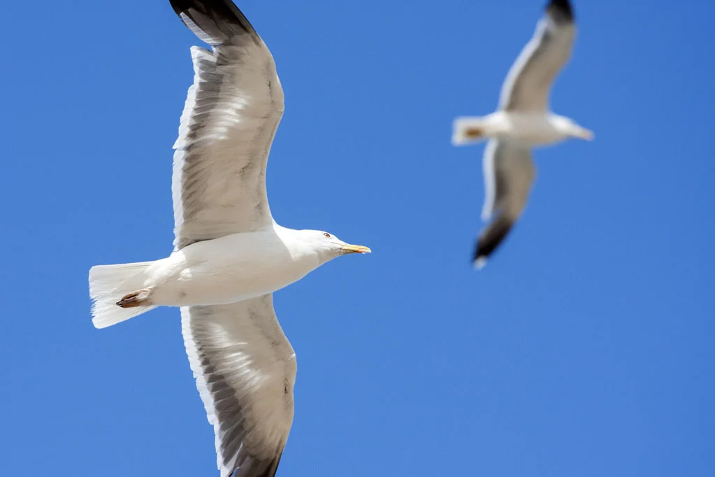 Seagull