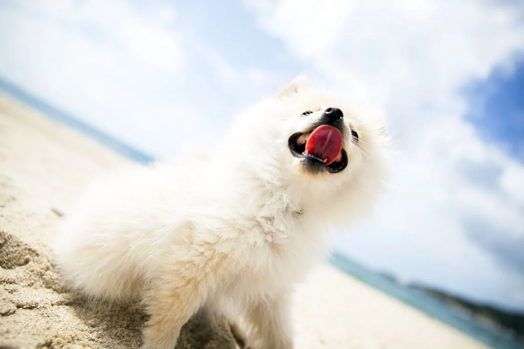 Sky Having Fun at the Beach