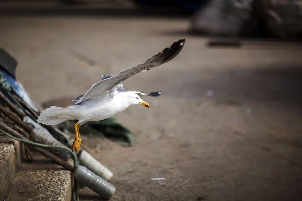 Seagull