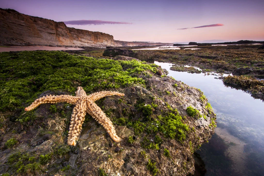 Starfish at Sunset