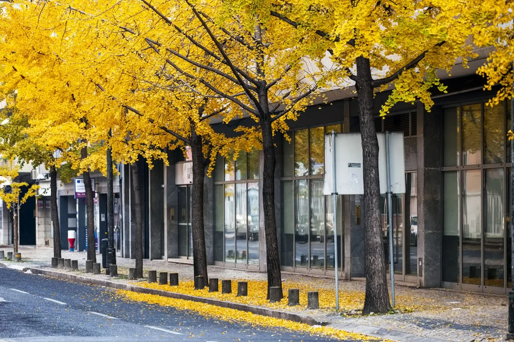 Avenida Joao Crisostomo