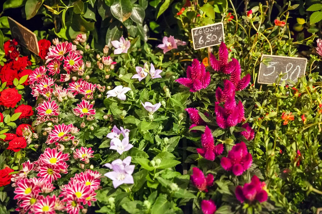 Flowers