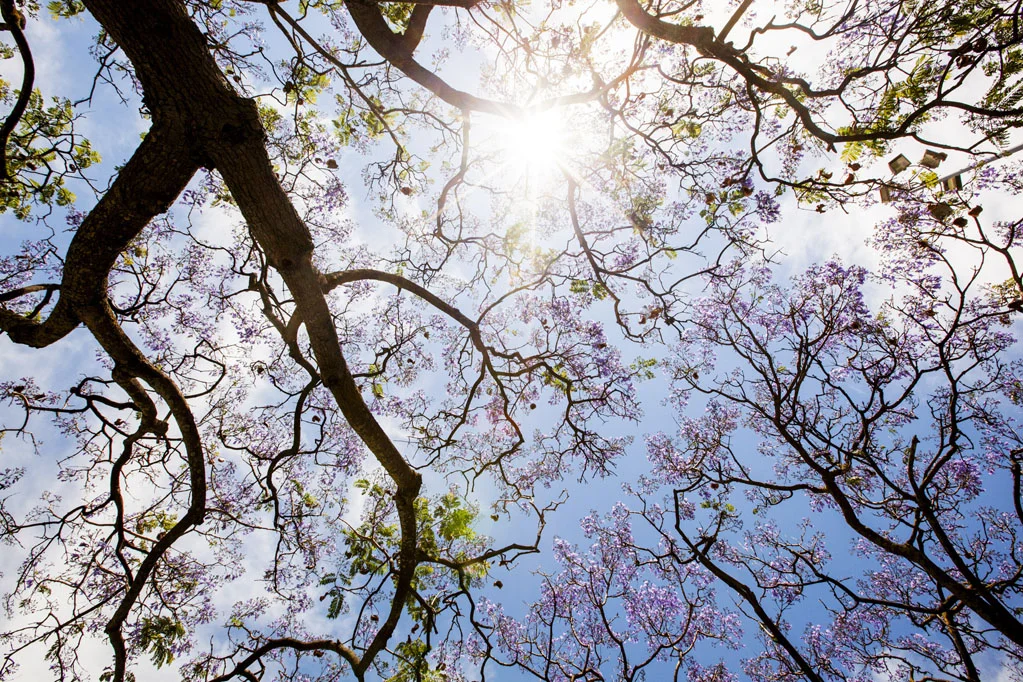 Jacaranda Tree