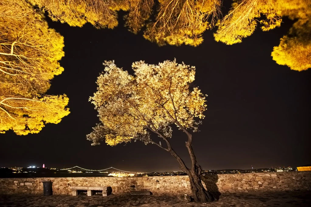 Tree at S. Jorge Castle