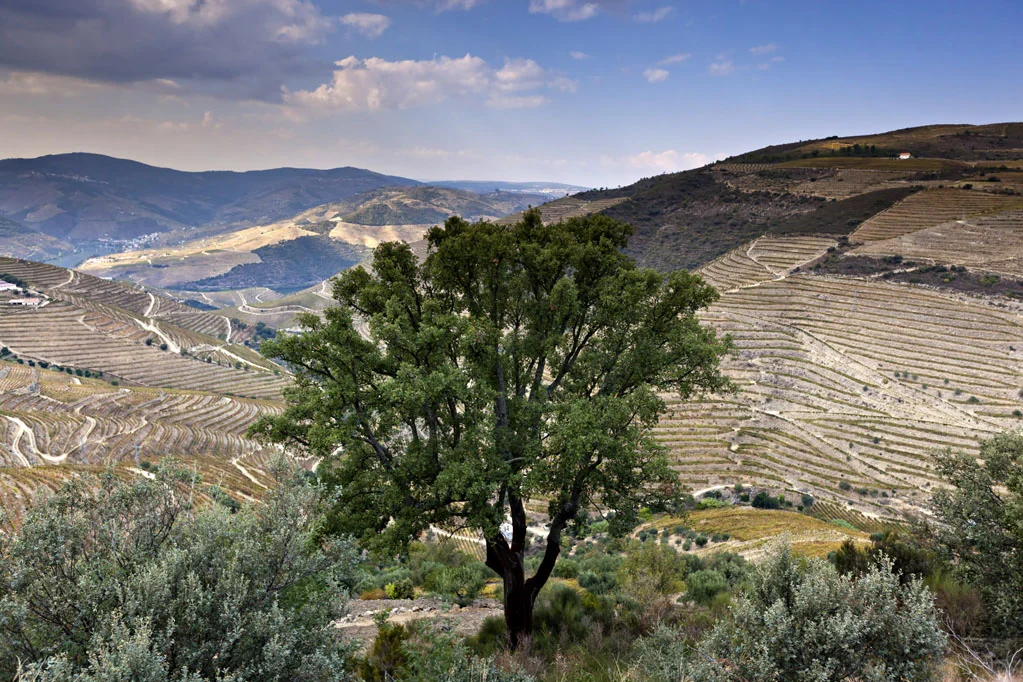 Alto Douro Wine Region