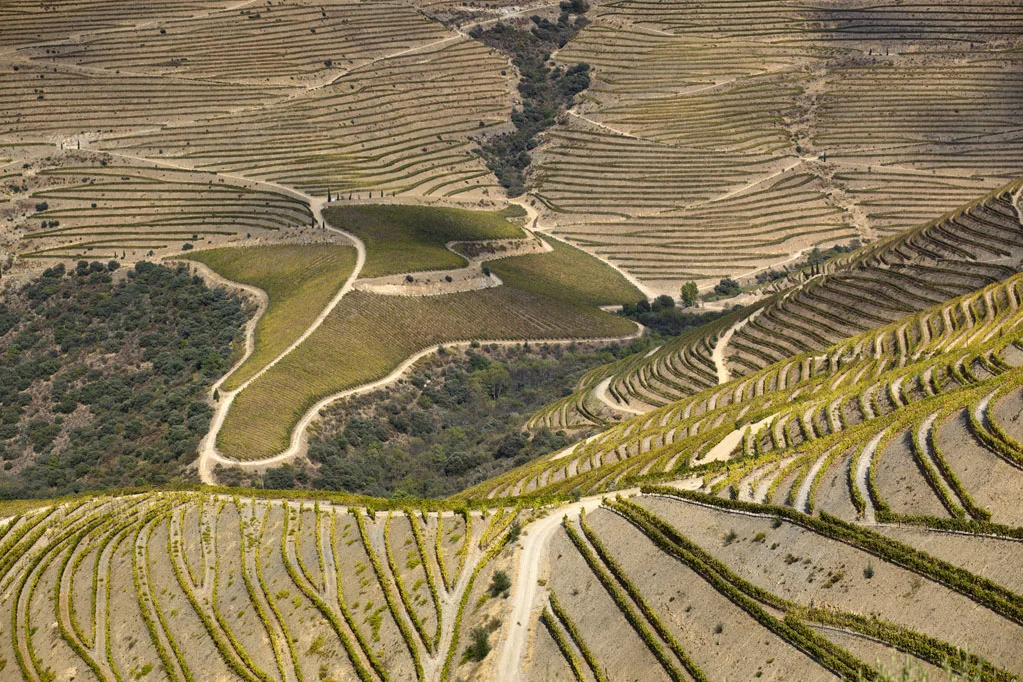 Alto Douro Wine Region
