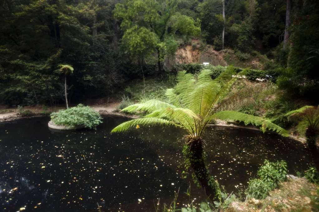 Mata do Buçaco