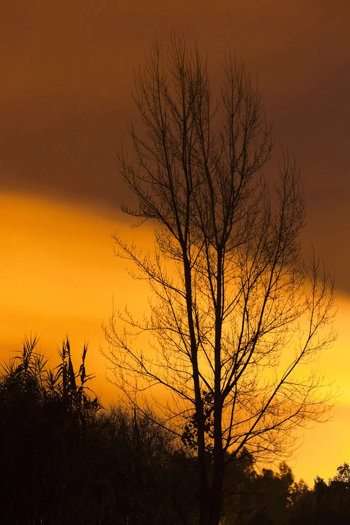 Tree near a Factory