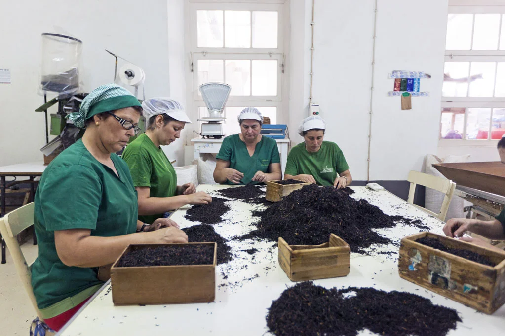 Gorreana Tea Factory