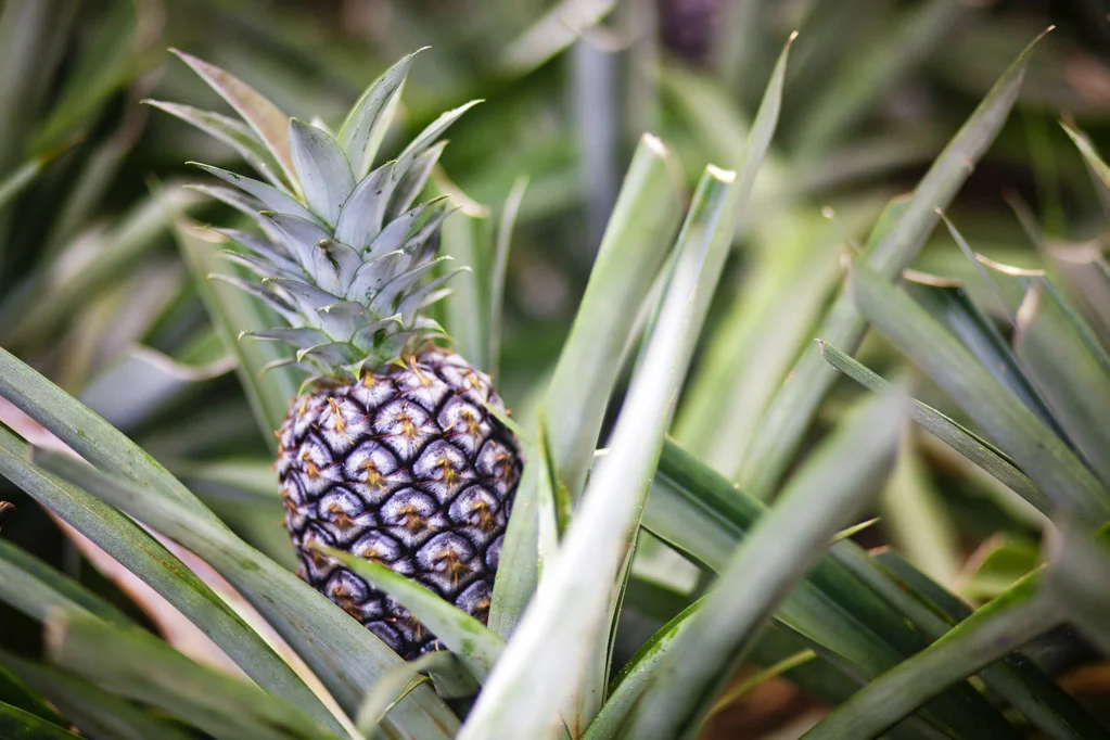 Pineapple Plantation
