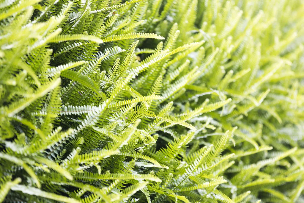 Polypodiaceae