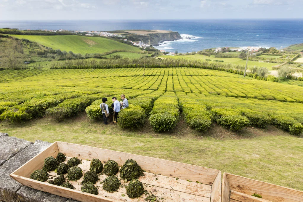 Porto Formoso Tea Plantation