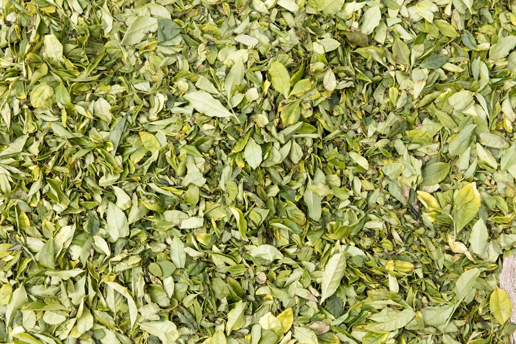 Porto Formoso Tea Plantation