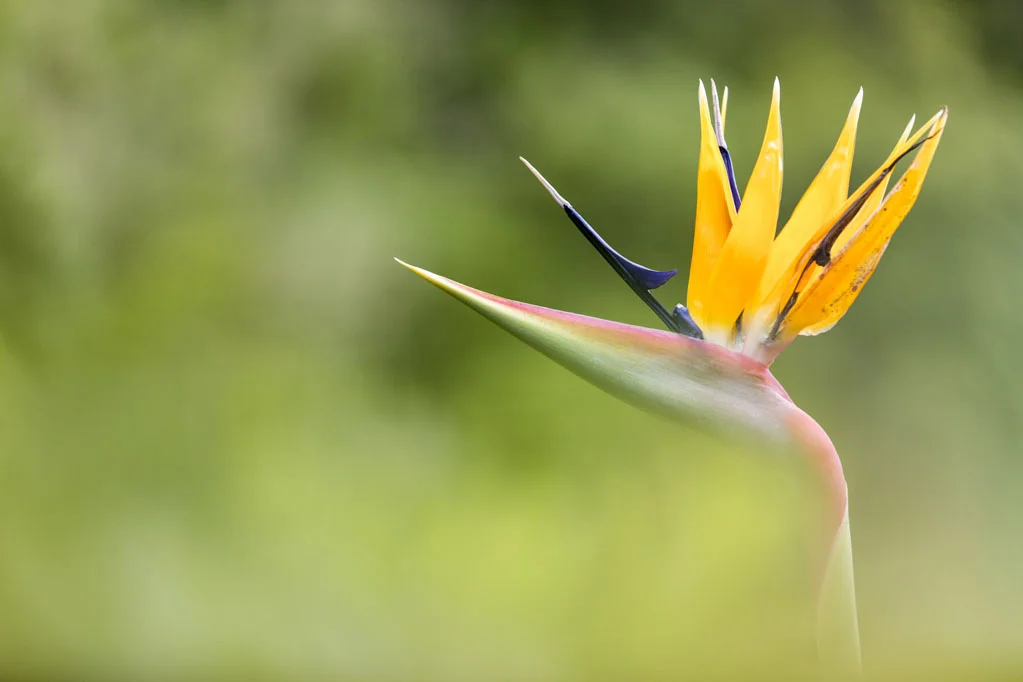 Strelitzia