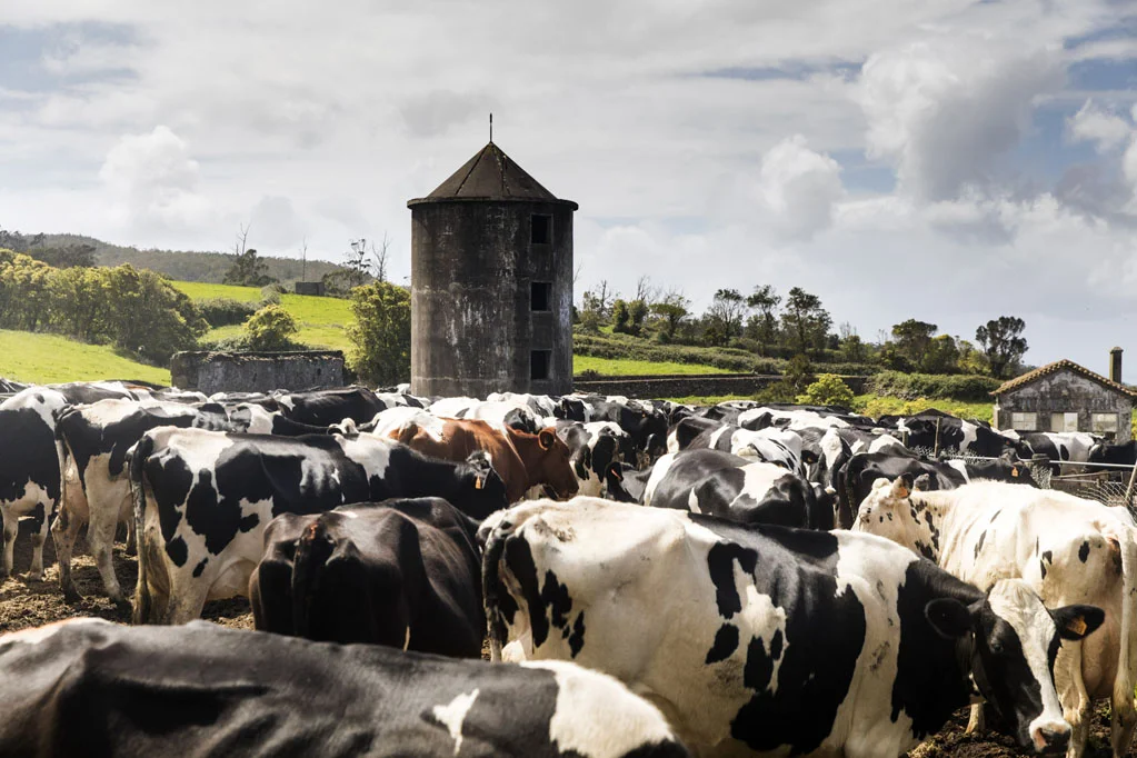Terceira Island