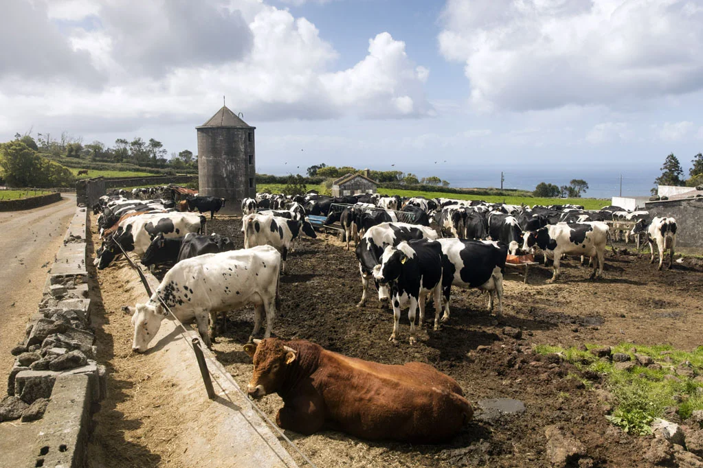 Terceira Island