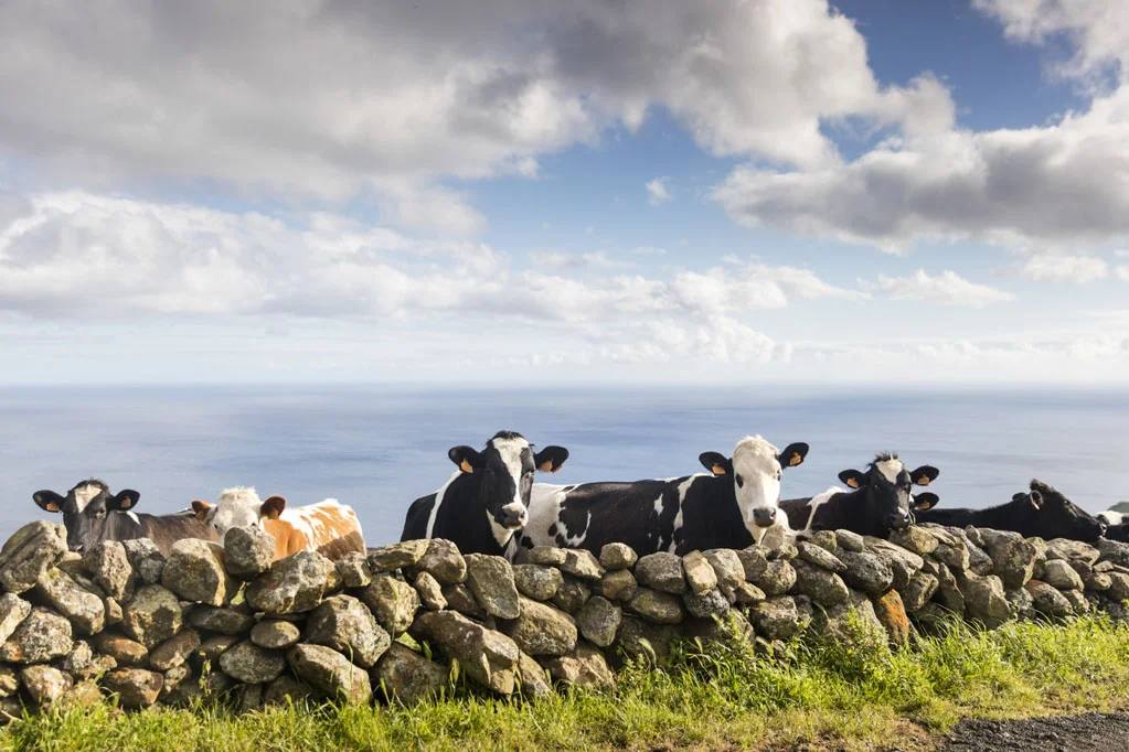 Terceira Island