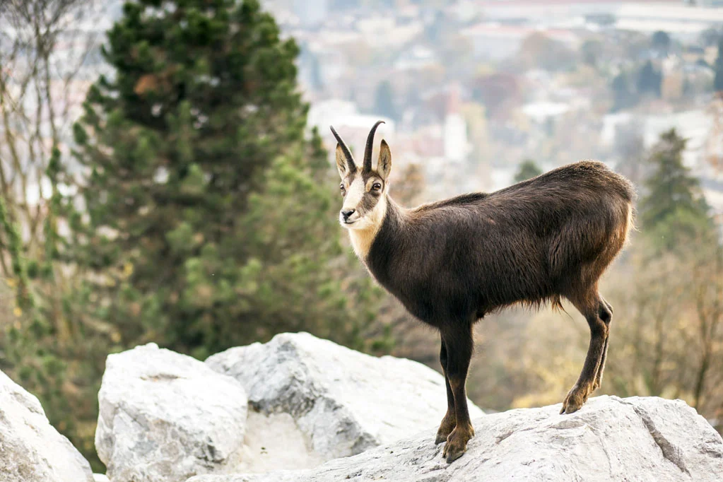 Goat in the Alpine Zoo