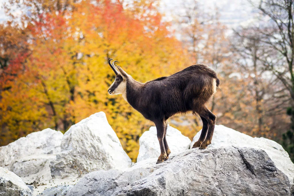 Goat in the Alpine Zoo