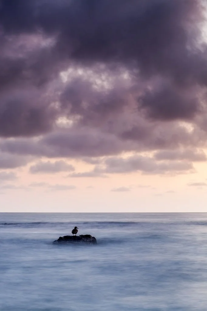 Seabird enjoying the sunrise