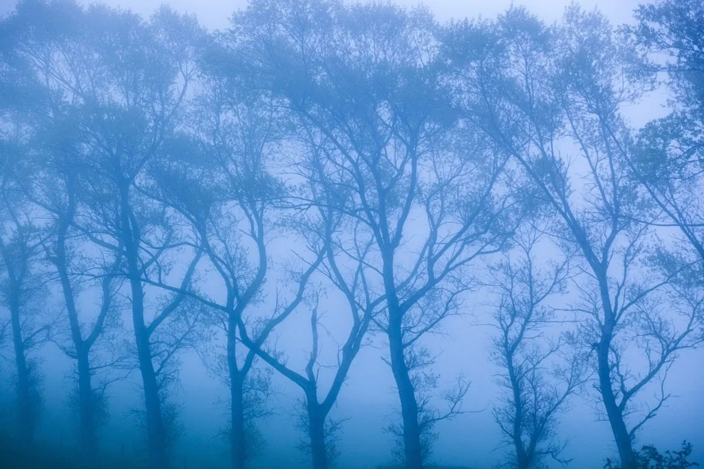 Mystic Forest