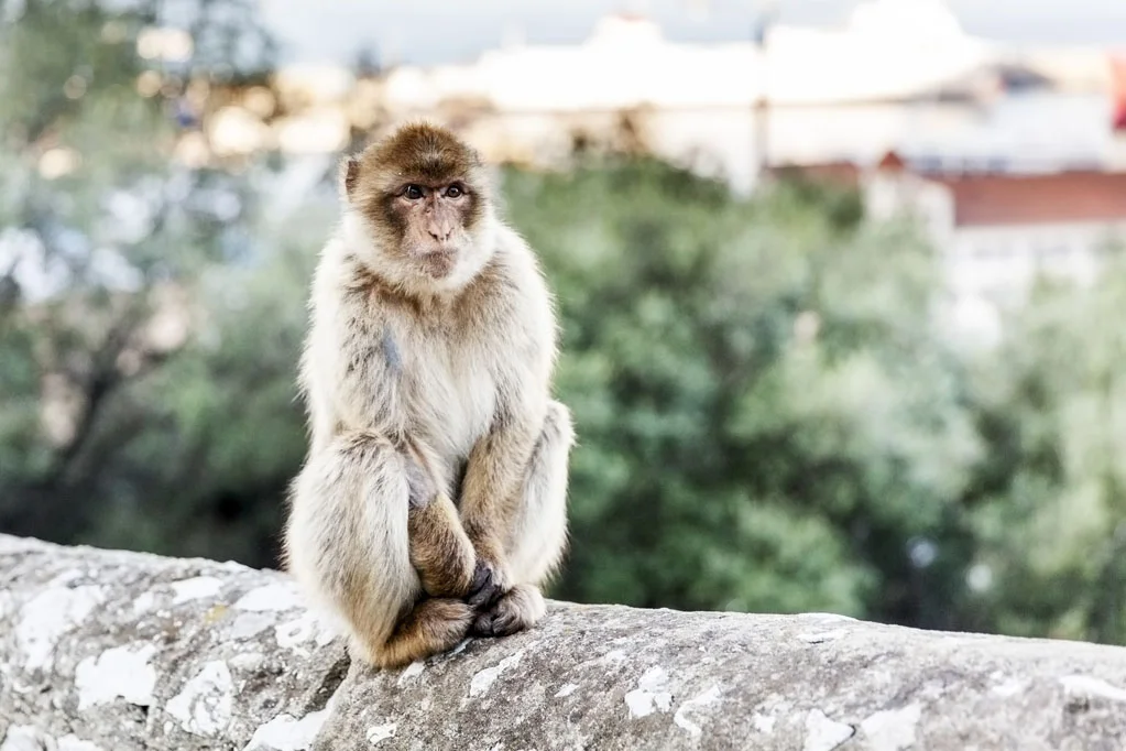 Barbary Macaques