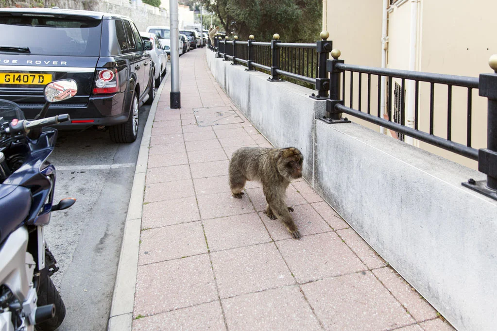 Barbary Macaques