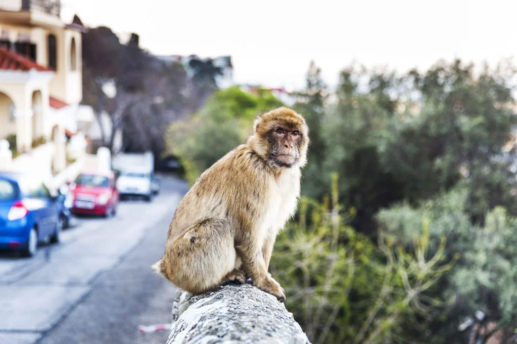 Barbary Macaques