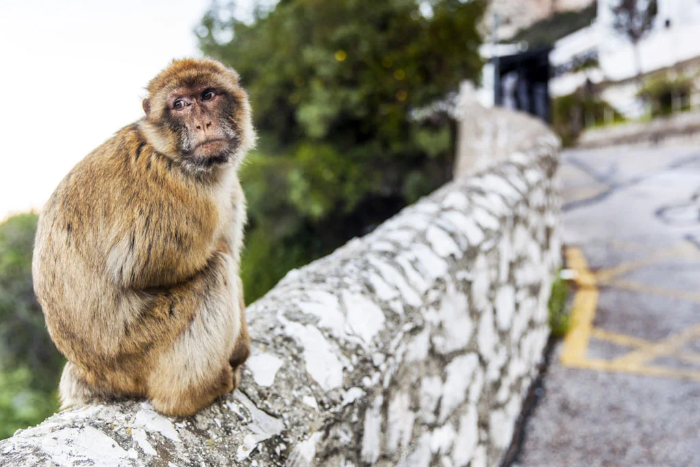 Barbary Macaques