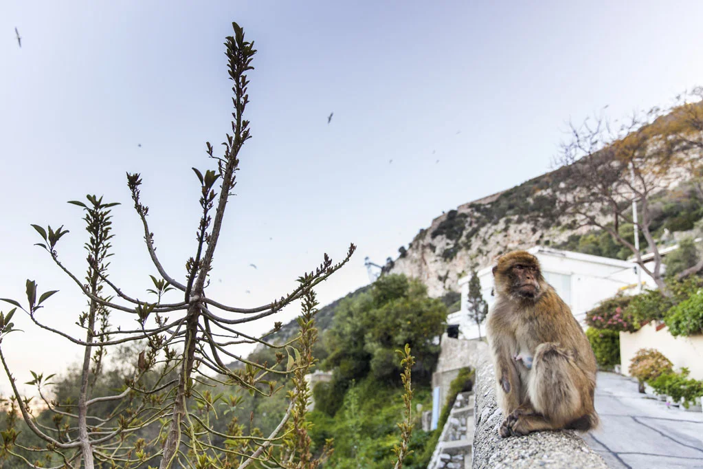 Barbary Macaques