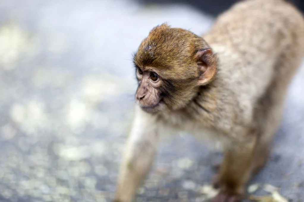 Barbary Macaques