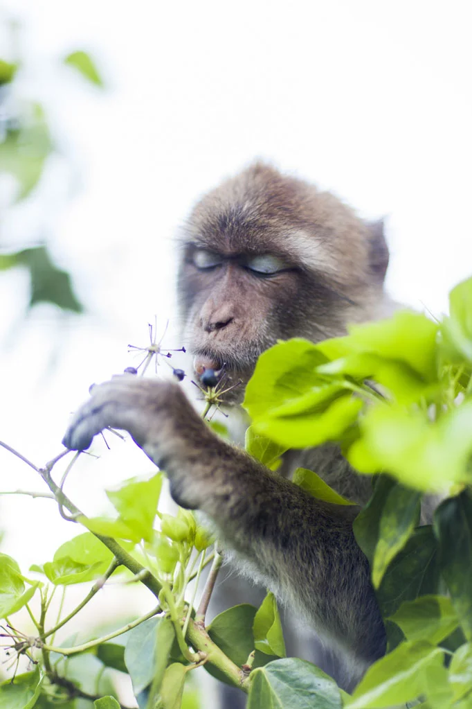 Barbary Macaques