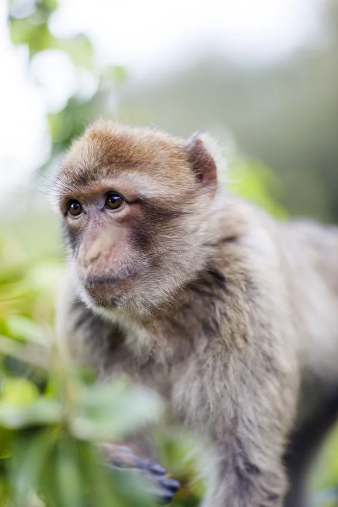Barbary Macaques