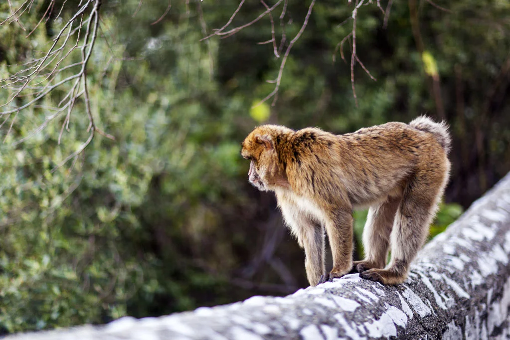 Barbary Macaques