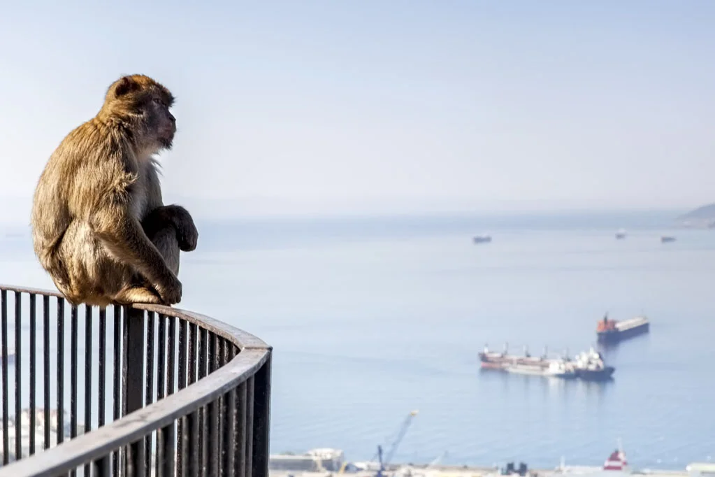 Barbary Macaques