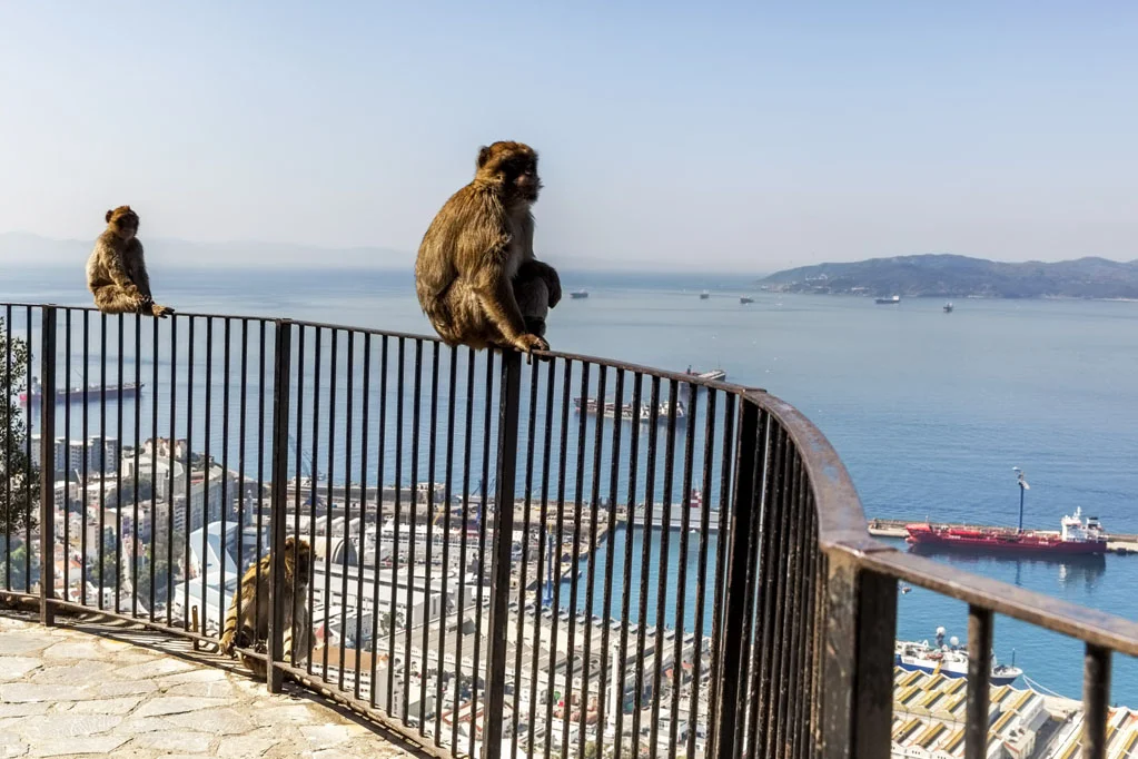 Barbary Macaques